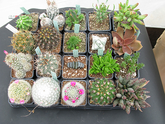 Radyasyon Emen Bitkiler Nelerdir?